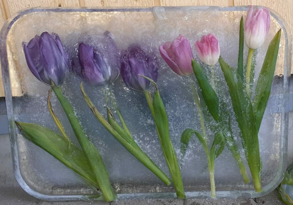Kädentaidot, tulppaanityö.