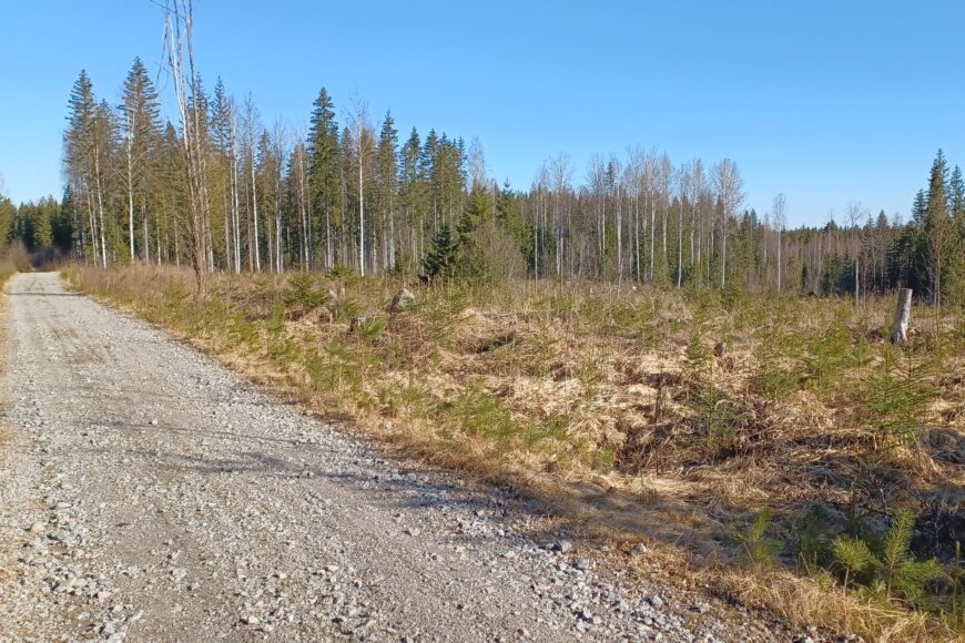 Puuterminaalitontti Moottoriradantie Lievestuore